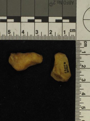 Media type: image;   Mammalogy 20043